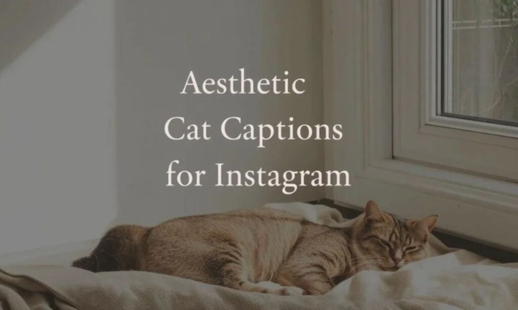 Aesthetic Cat Captions