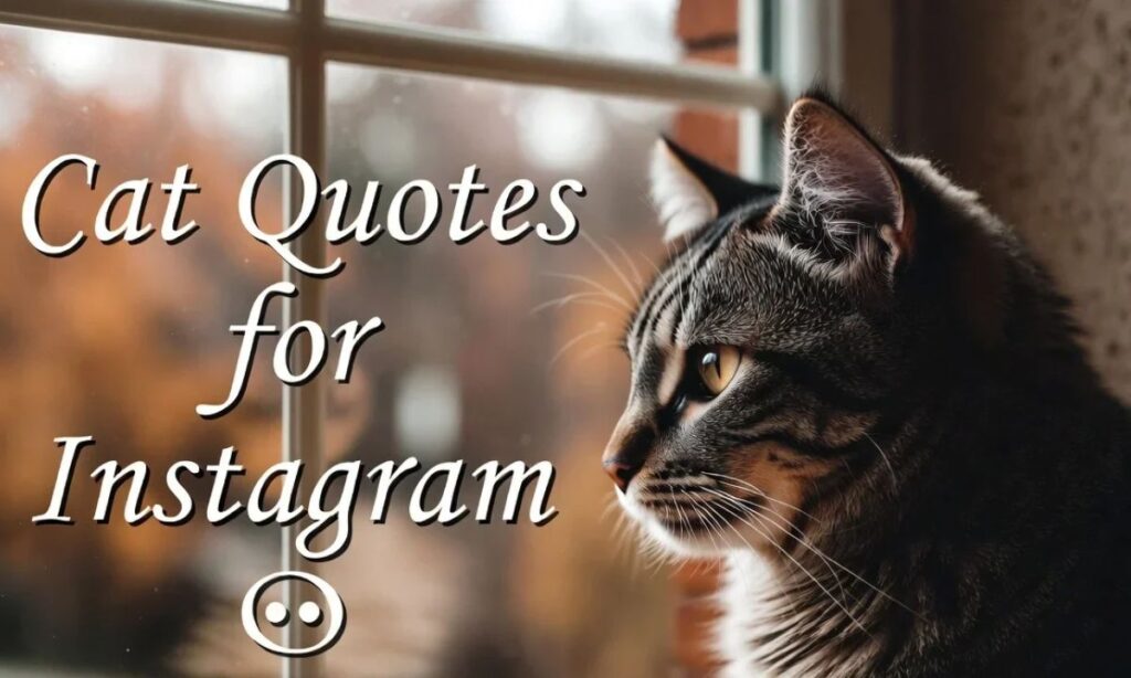Cat Quotes Captions