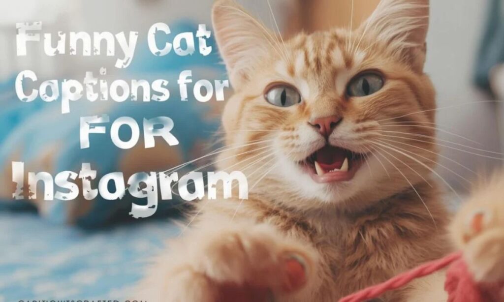 Funny Cat Captions